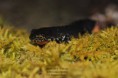 /album/amphibiens/triton-alpestre-ichtyosaura-alpestris-jpg/